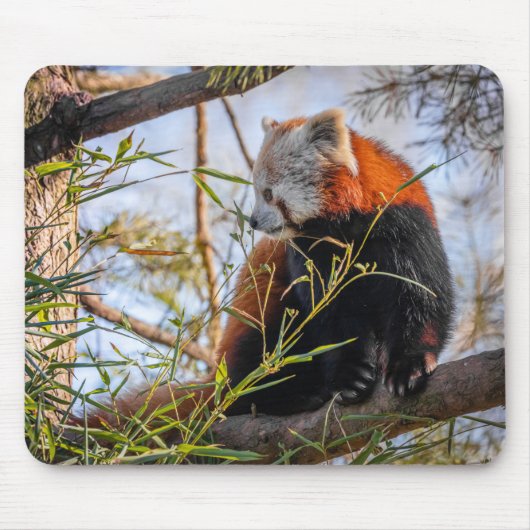 Roter Panda Mousepad (Vorne)