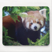 Roter Panda Mousepad (Vorne)