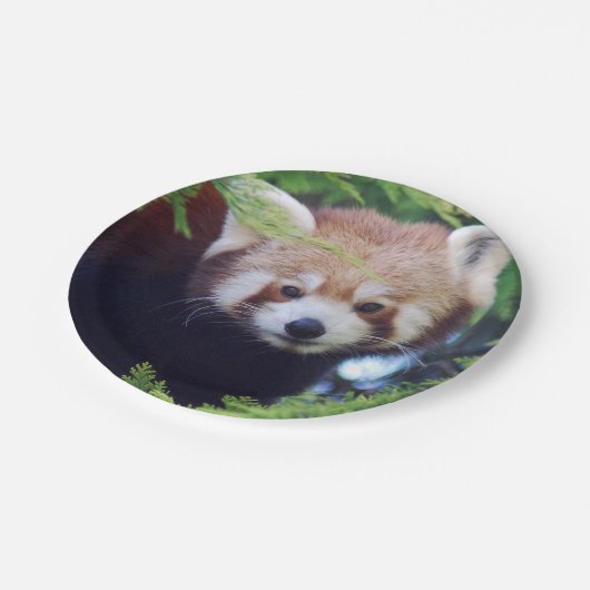Roter Panda Pappteller (Schrägansicht)