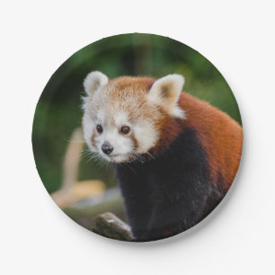 Roter Panda Pappteller