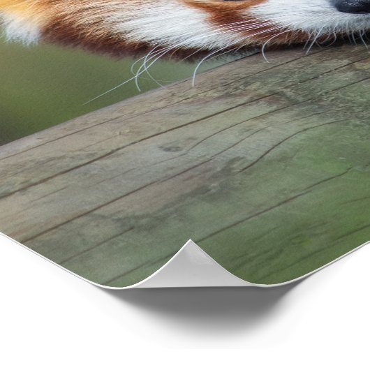 Roter Panda Poster (Ecke)
