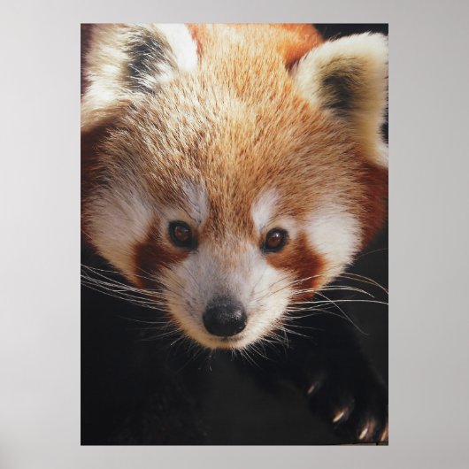 roter Panda Poster (Vorne)