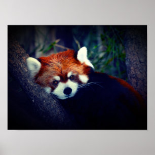Roter Panda Poster