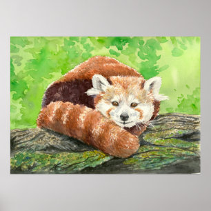 Roter Panda Poster