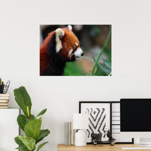 Roter Panda Poster (Heimbüro)