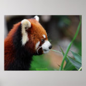 Roter Panda Poster (Vorne)