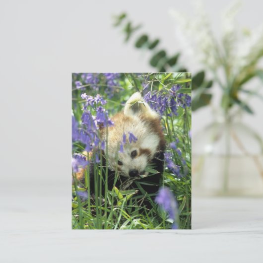 Roter Panda Postkarte (Stehend Vorderseite)