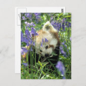 Roter Panda Postkarte (Vorne/Hinten)