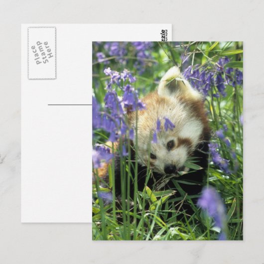 Roter Panda Postkarte (Vorne/Hinten)