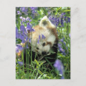 Roter Panda Postkarte (Vorderseite)