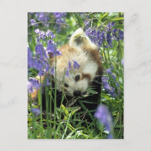 Roter Panda Postkarte (Vorderseite)
