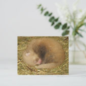 Roter Panda Postkarte (Stehend Vorderseite)