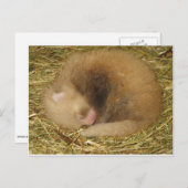 Roter Panda Postkarte (Vorne/Hinten)