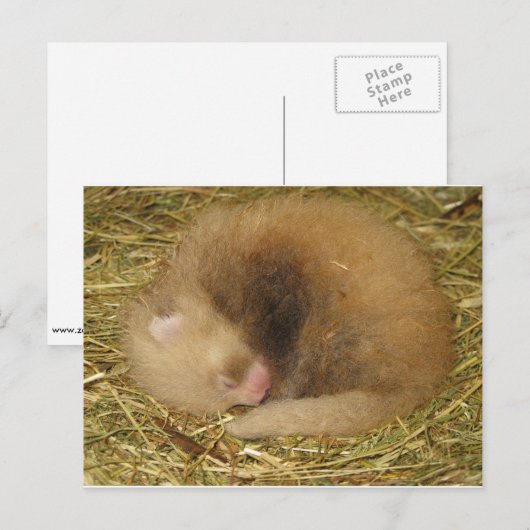 Roter Panda Postkarte (Vorne/Hinten)