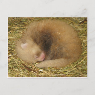 Roter Panda Postkarte