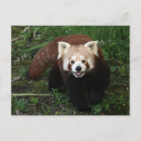 Roter Panda