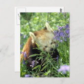 Roter Panda Postkarte (Vorne/Hinten)