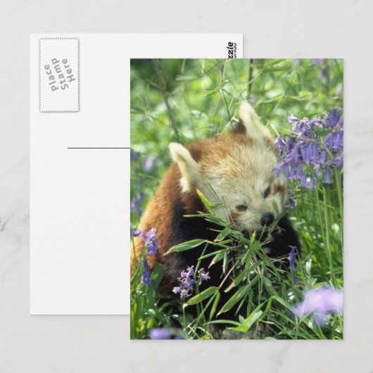 Roter Panda Postkarte (Vorne/Hinten)