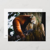 Roter Panda Postkarte (Vorne/Hinten)