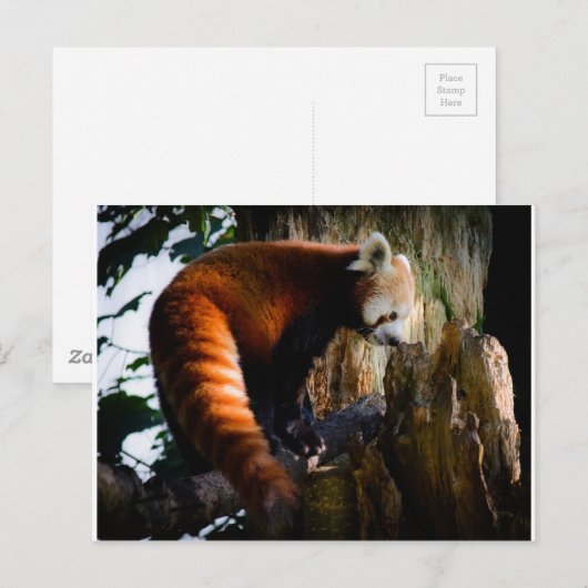 Roter Panda Postkarte (Vorne/Hinten)