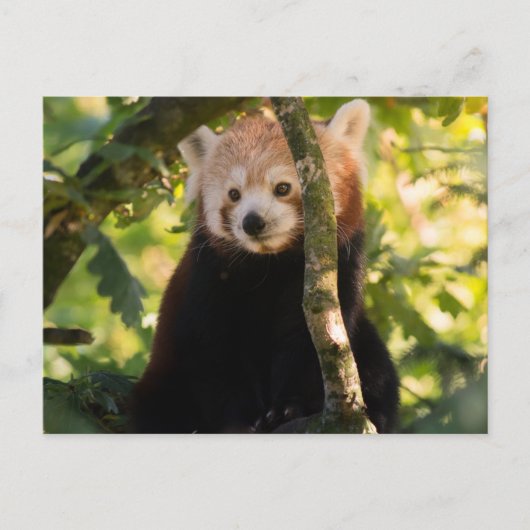 Roter Panda Postkarte (Vorderseite)