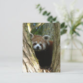 Roter Panda Postkarte (Stehend Vorderseite)