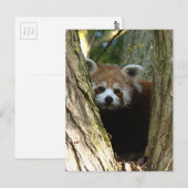 Roter Panda Postkarte (Vorne/Hinten)
