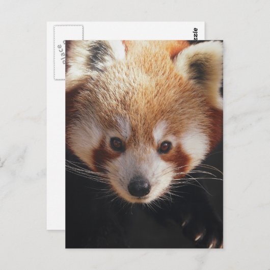 roter Panda Postkarte (Vorne/Hinten)