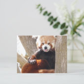 Roter Panda Postkarte (Stehend Vorderseite)