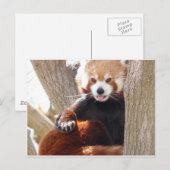 Roter Panda Postkarte (Vorne/Hinten)