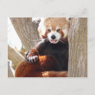 Roter Panda Postkarte