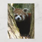 Roter Panda Postkarte (Vorderseite)