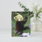 Roter Panda Postkarte (Stehend Vorderseite)