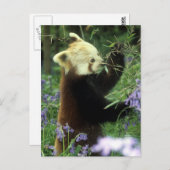 Roter Panda Postkarte (Vorne/Hinten)