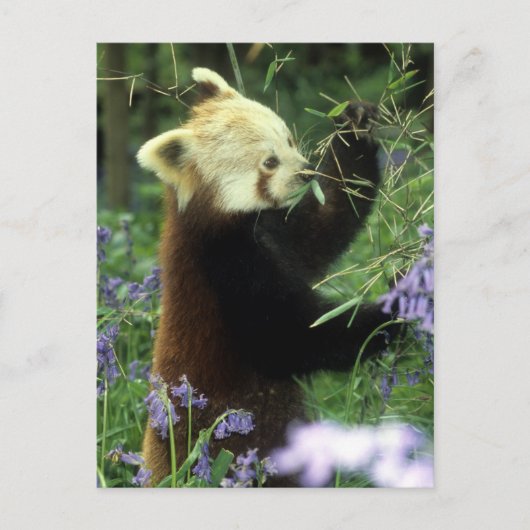 Roter Panda Postkarte (Vorderseite)
