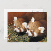 Roter Panda Postkarte (Vorne/Hinten)