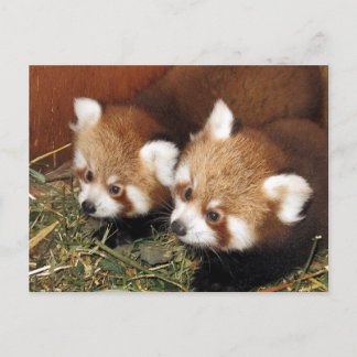 Roter Panda Postkarte