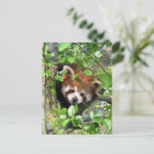 Roter Panda Postkarte (Stehend Vorderseite)