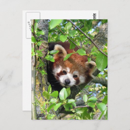 Roter Panda Postkarte (Vorne/Hinten)