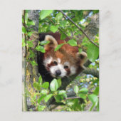 Roter Panda Postkarte (Vorderseite)