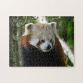 roter Panda Puzzle (Horizontal)