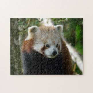 roter Panda Puzzle