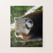 roter Panda Puzzle (Vertikal)