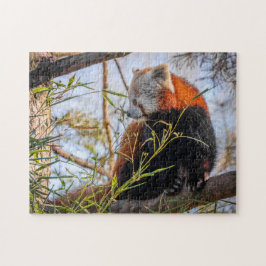 Roter Panda Puzzle