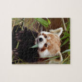 Roter Panda Puzzle (Horizontal)