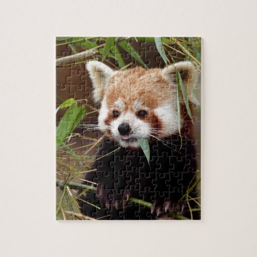 Roter Panda Puzzle (Vertikal)