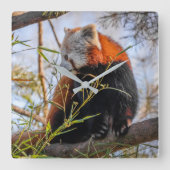 Roter Panda Quadratische Wanduhr (Vorderseite)