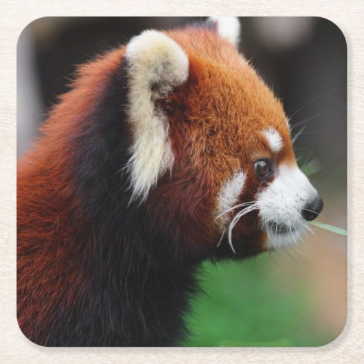 Roter Panda Rechteckiger Pappuntersetzer (Vorderseite)