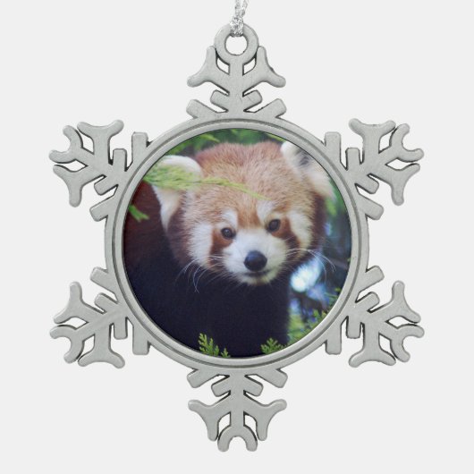 Roter Panda Schneeflocken Zinn-Ornament (Vorderseite)