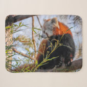 Roter Panda Sherpadecke (Vorderseite (Horizontal))